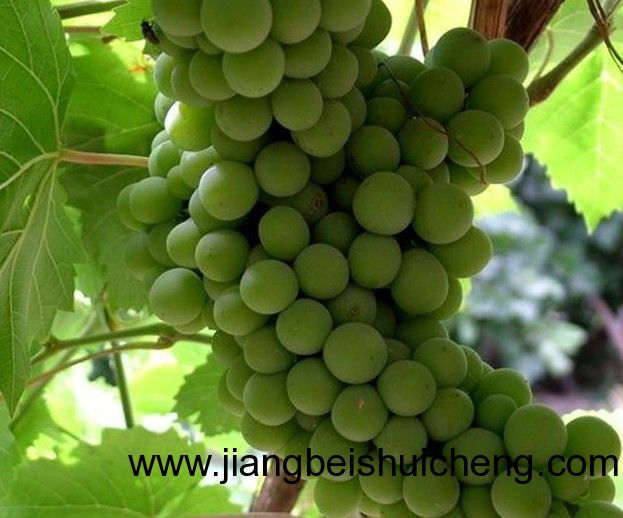 【走遍中國(guó)&bull;景點(diǎn)篇】新疆&bull;葡萄王樹