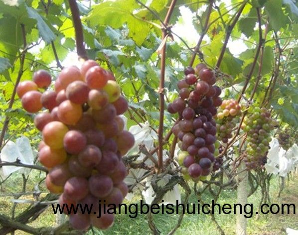 【走遍中國(guó)&bull;景點(diǎn)篇】新疆&bull;葡萄王樹