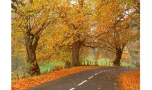 德法意瑞+荷蘭十二日游